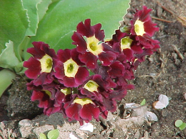 گل پامچال هورتنسیس